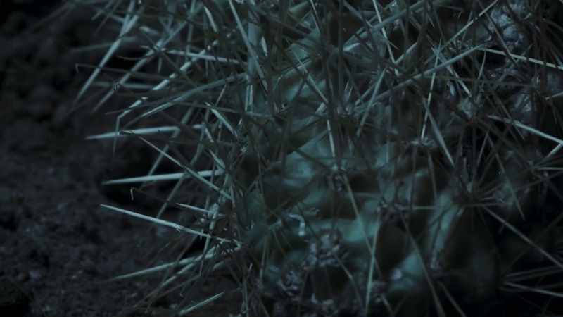So, the cholla, thanks to the pack rats