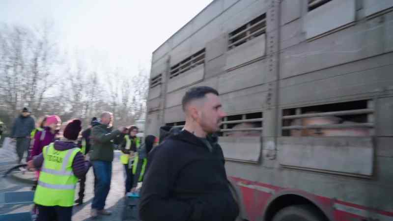 So the closest most people come to pigs