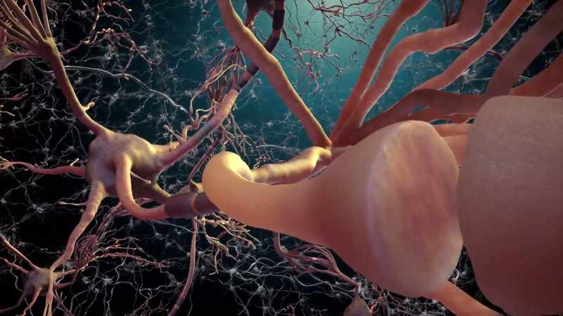 So, the first neuron releases a chemical substance