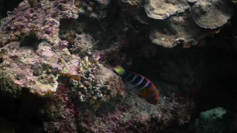 So, as the harlequin swims downwards