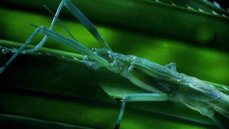 So the stick insect is free to graze in peace