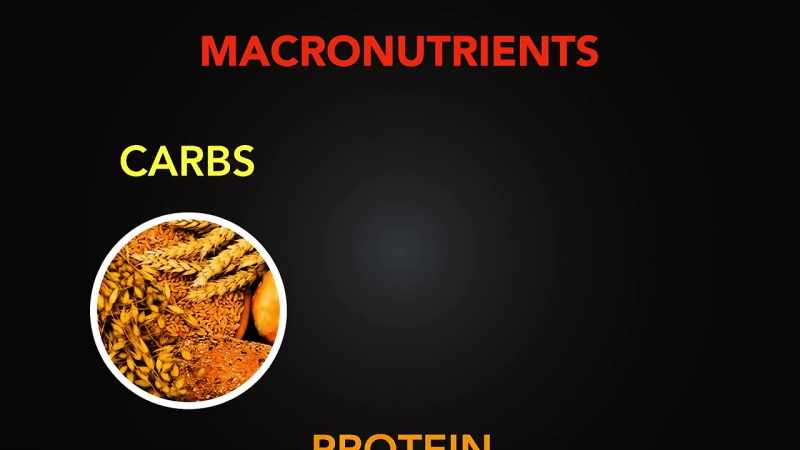 So the three main macronutrients in food are carbohydrate