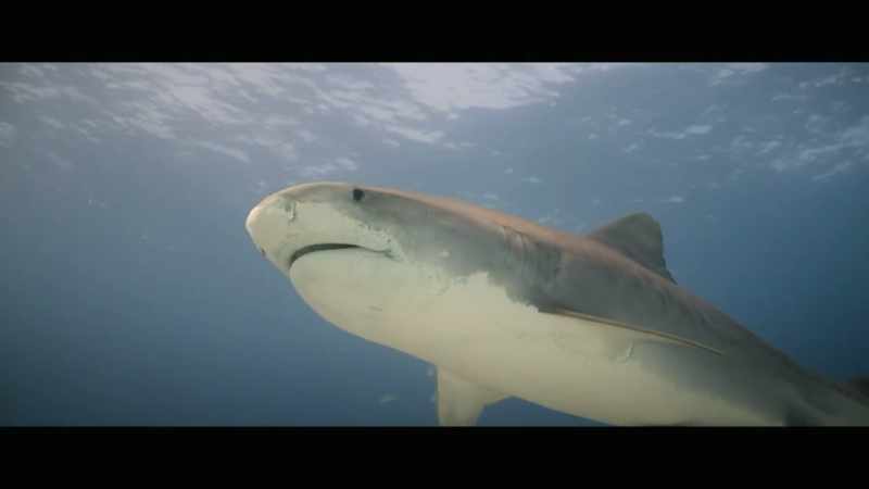 So the tiger shark protecting the seagrass