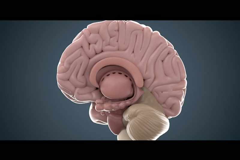 So there was a 50% increase in the neuron density