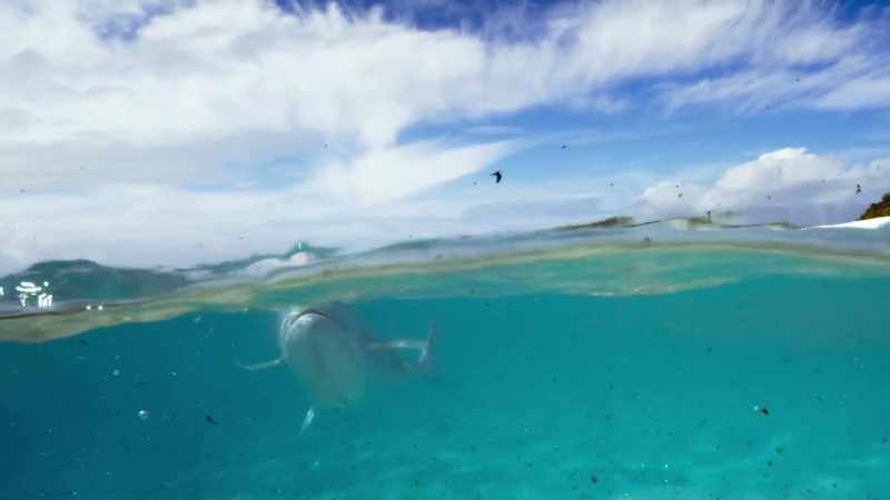 So there is a fish here that amazingly