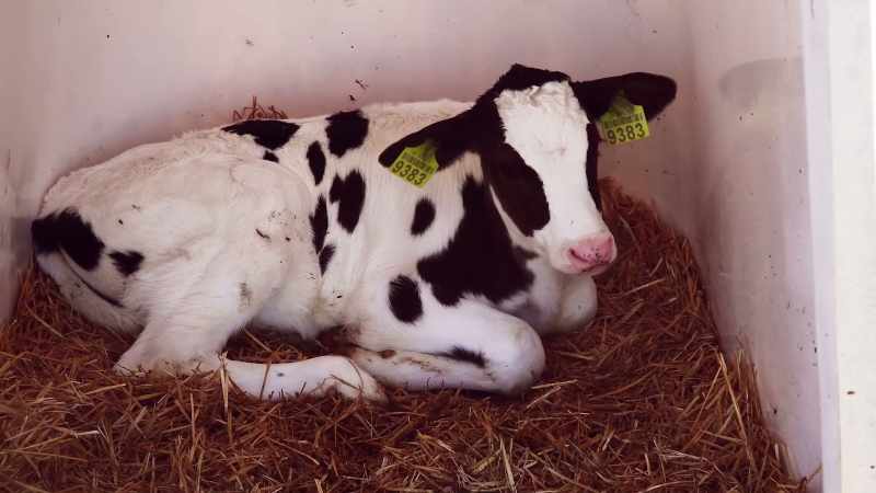 So, there are some dairies that are pumping out