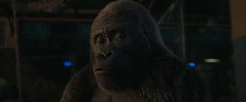 So, once there was a little baby gorilla named