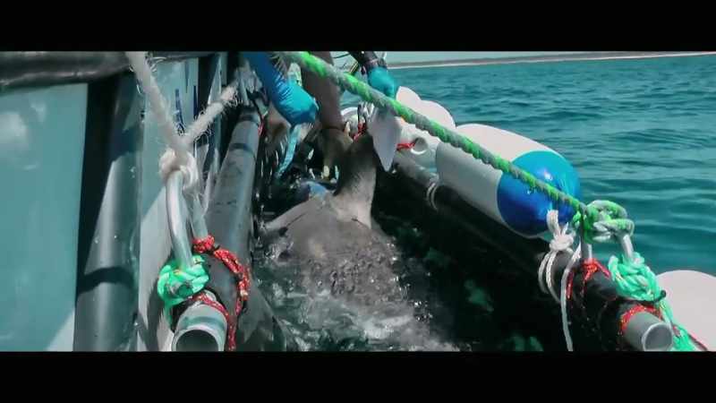So there's a smartphone app along with Shark Smart