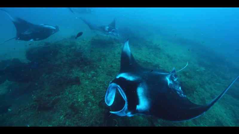 So, these intelligent rays watch each other's backs