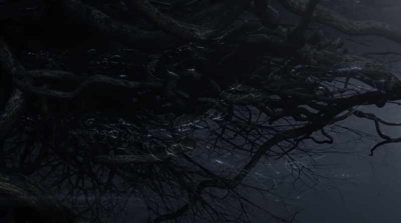So these mother trees recognize their kin