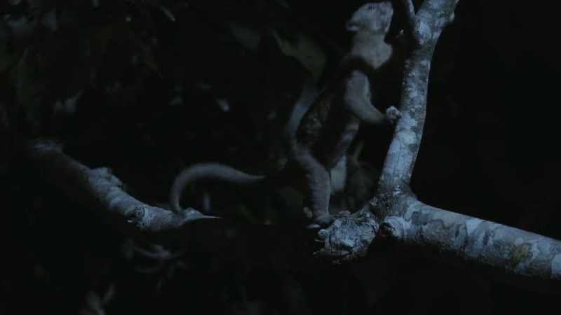 So, as they move from tree to tree