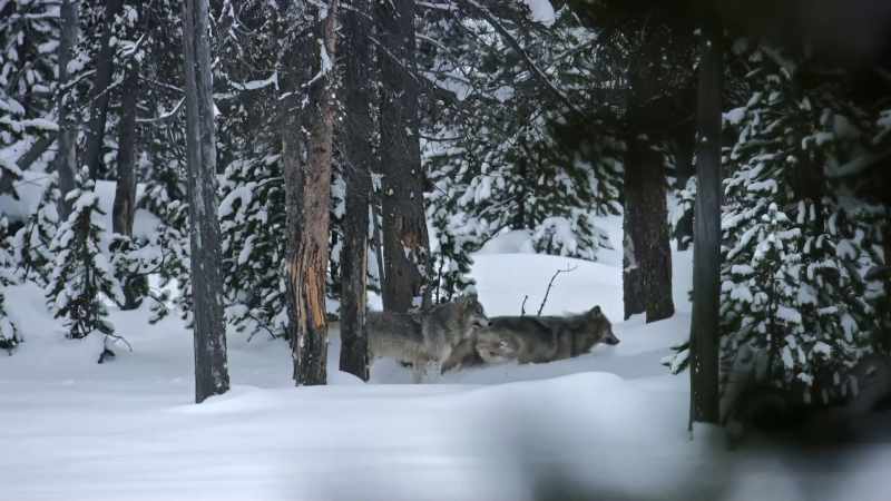 So they're on the prowl for more