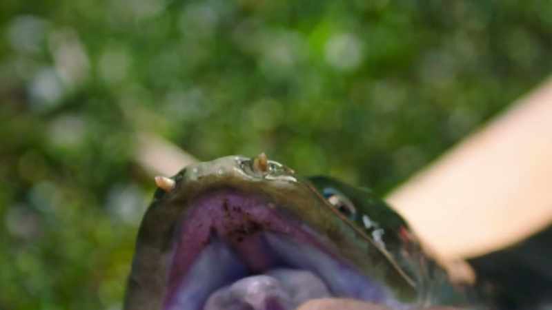 So, they're small, grasping teeth