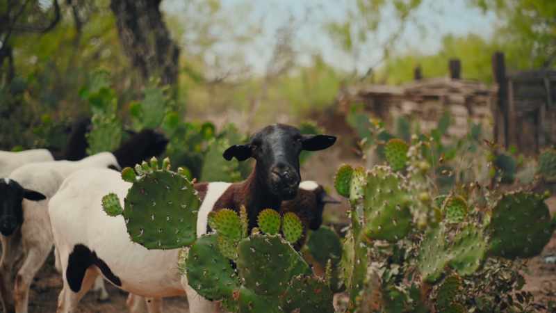 So, even though eating goats started as damage control