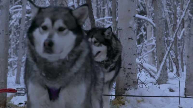 So, time to put these dogs away and then try again with