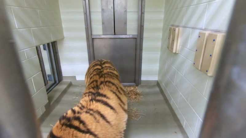 So, today, unfortunately, she will have to be darted