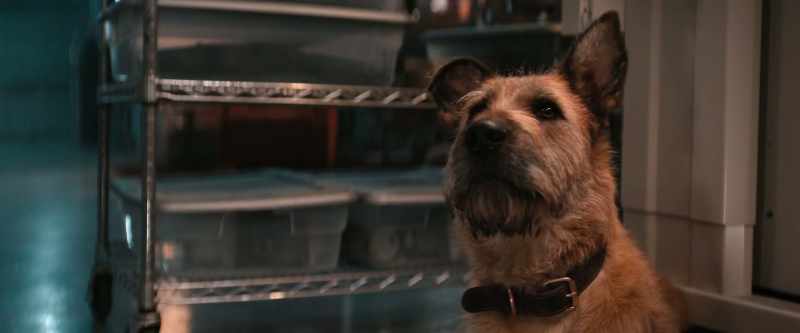 So, you understand how important this dog is to me?