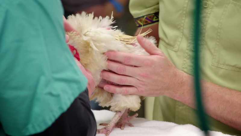So, we're doing her final recovery check here
