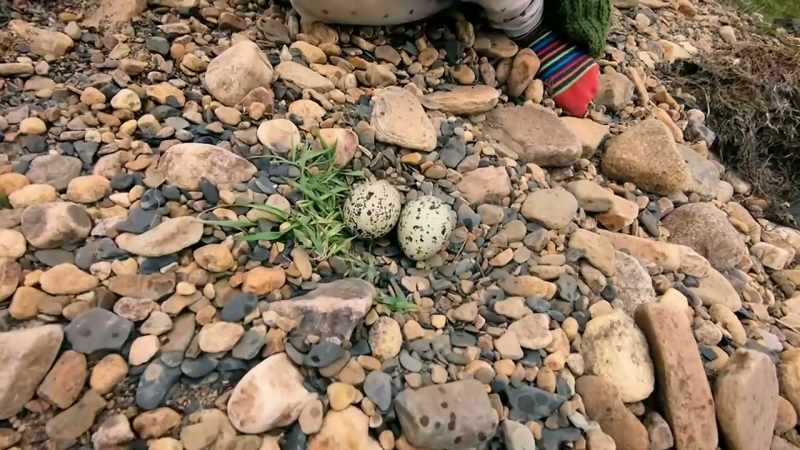So, we've found an oystercatcher nest right here