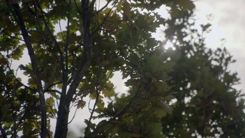 So, what was the tyburn tree?