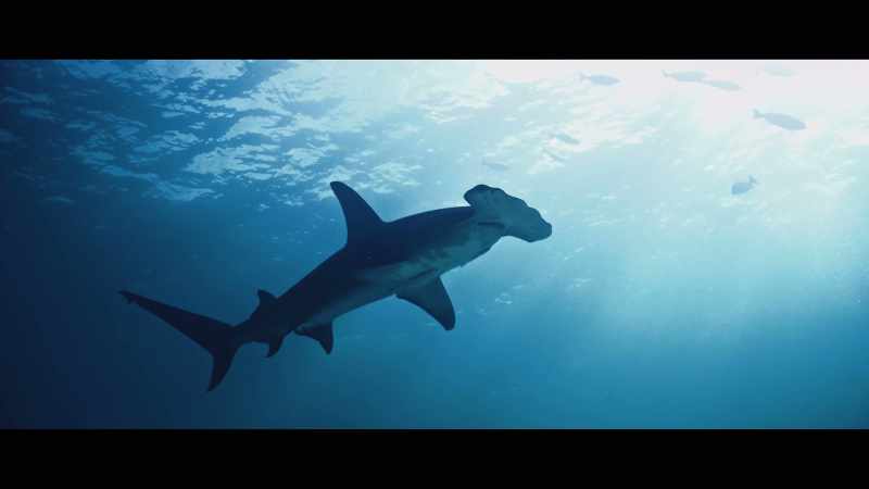 So when we talk about saving sharks and how important they are