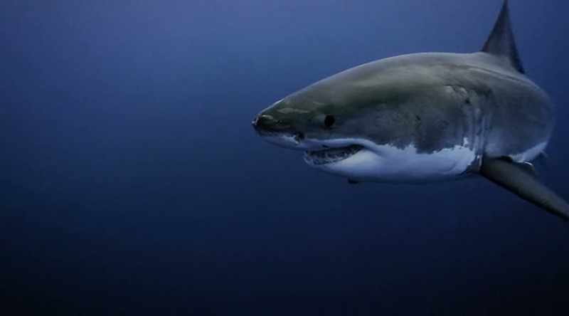 So white sharks are responding to this incredible restaurant