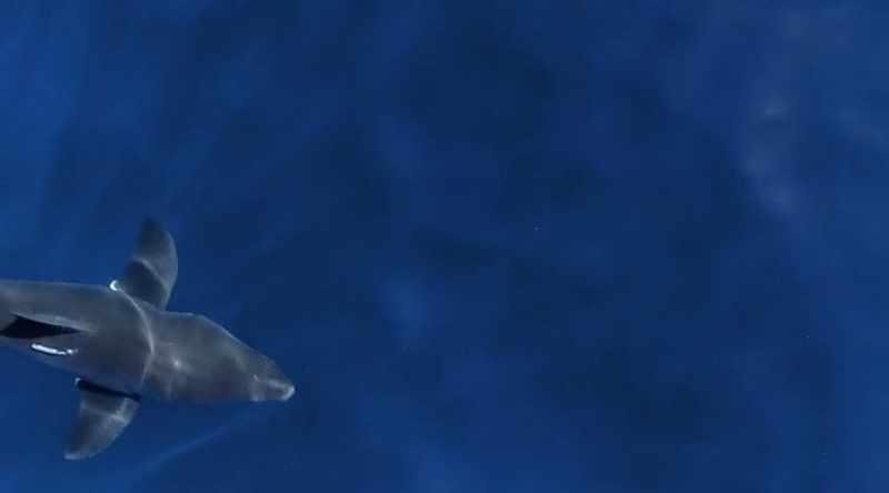 So why are great whites more than twice as deadly?