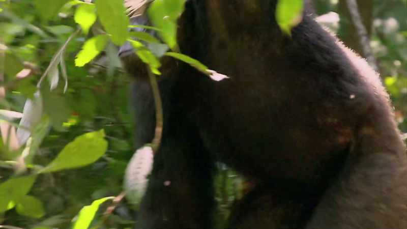 SO, WITH CHIMPANZEES, THEY HAVE TO COMPETE FOR RESOURCES