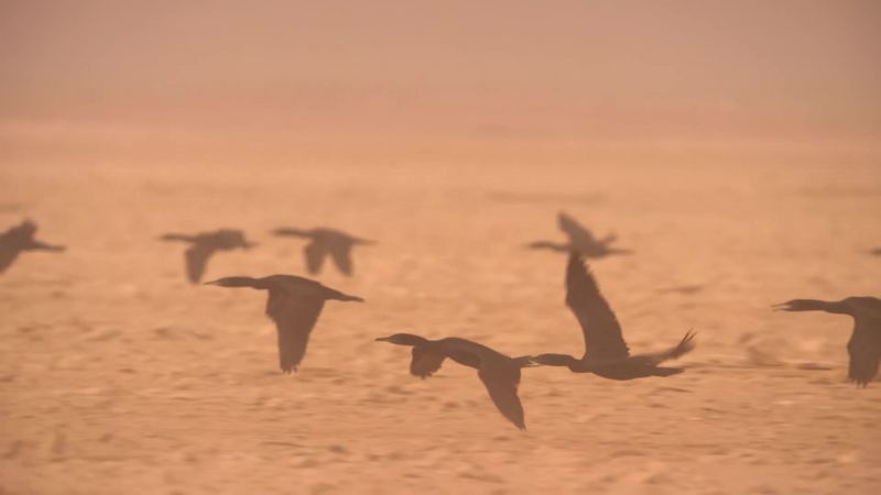 Socotran cormorants