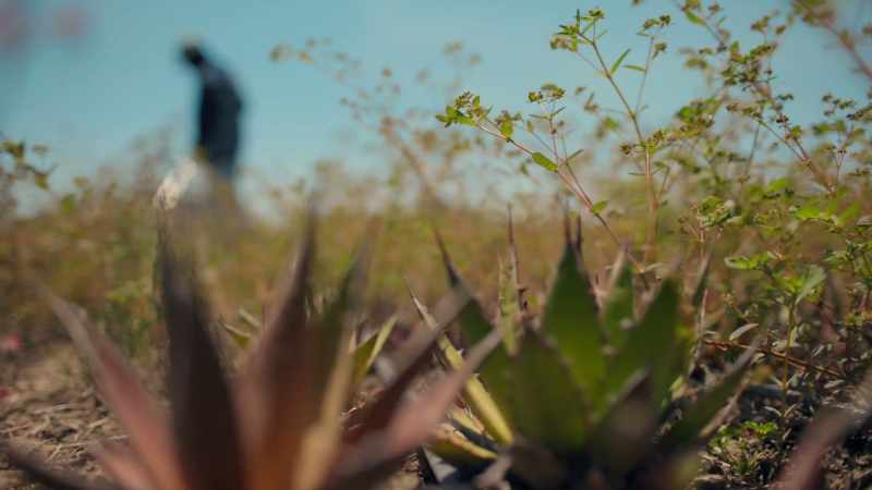 Some agave can take over 30 years to mature