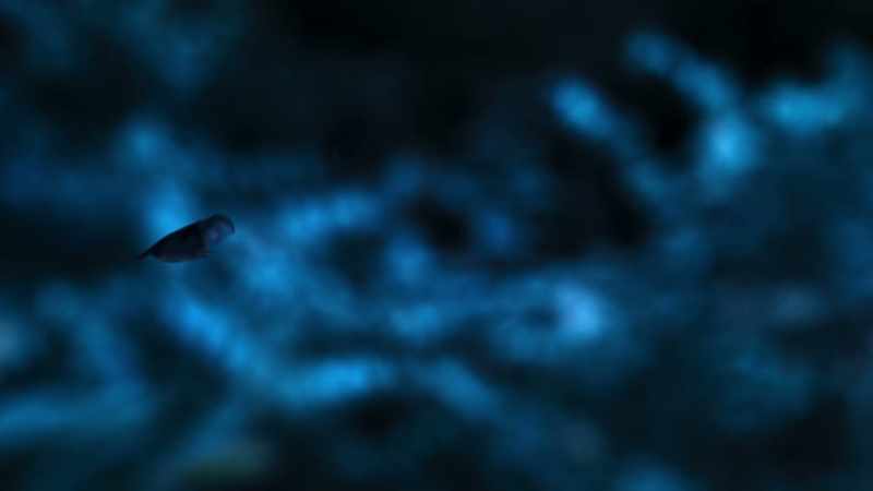Some animals can navigate in the darkest jungle