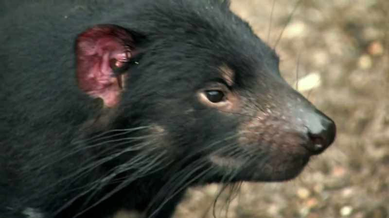 Some are fierce predators, like the infamous Tasmanian devil