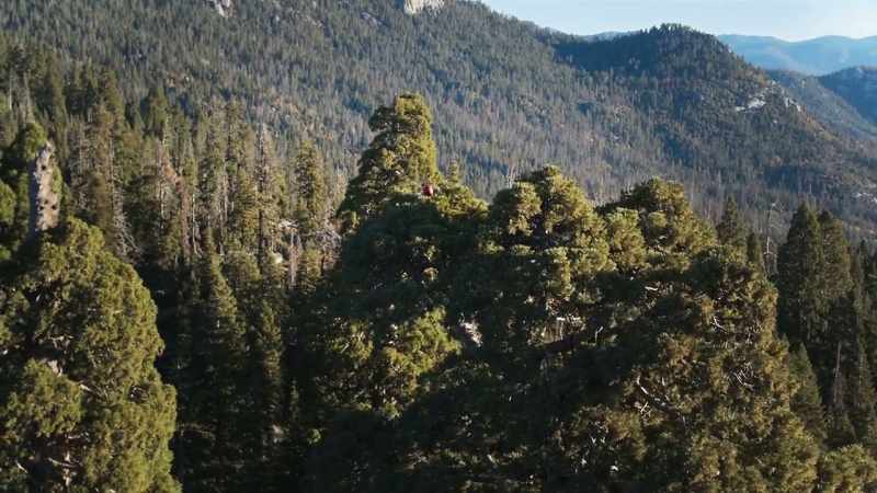 Some are shedding their needles and branches