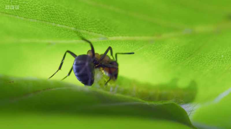 Some caterpillars have a surprisingly effective bite