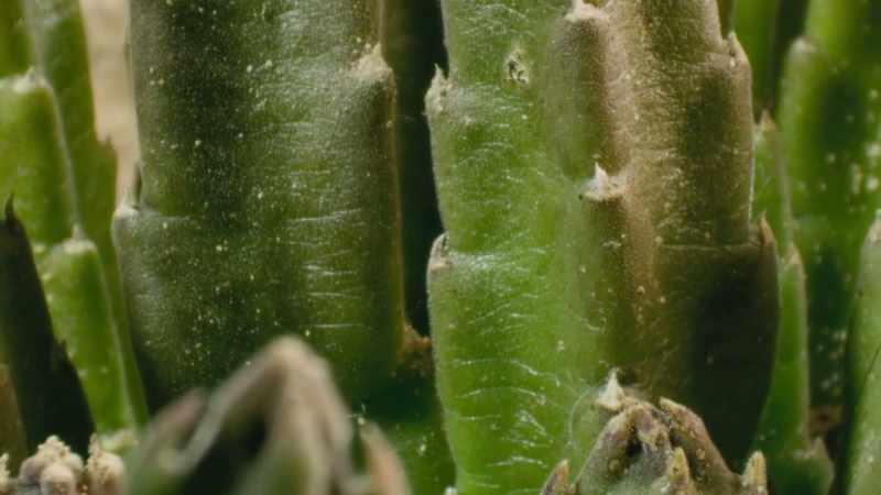 Some desert plants have developed a very different way