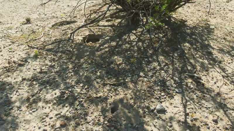 Some deserts can be so dry that plants must find techniques