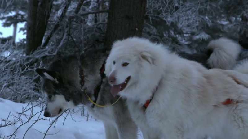 Some dogs are a little scared with loud devices