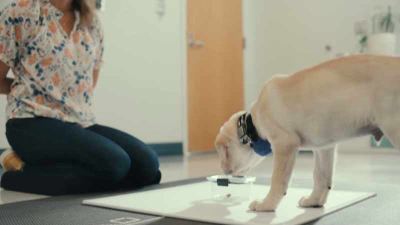 Some dogs, they realize, 