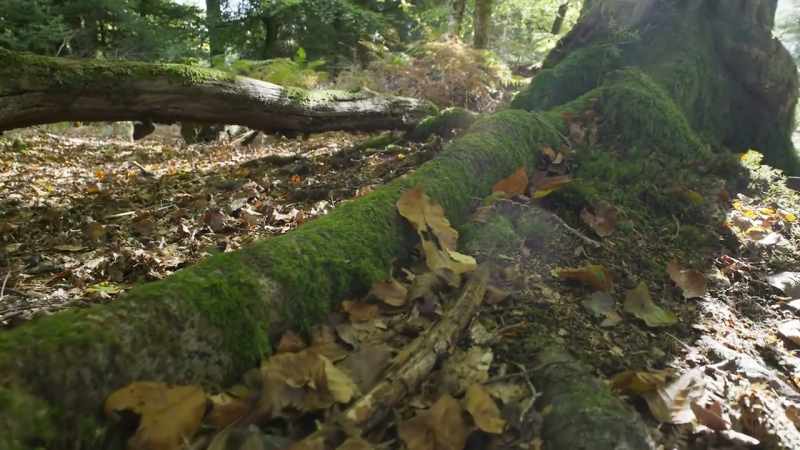 Some fungi have the ability to link with not just a single tree