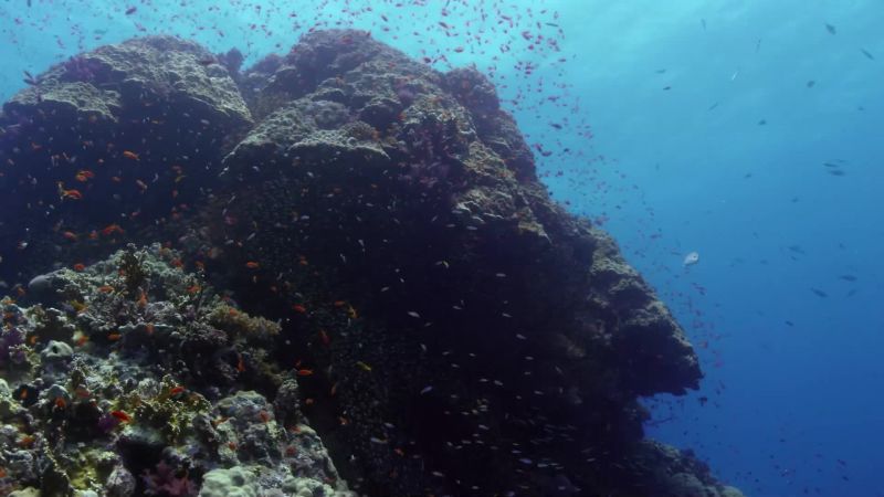 Some hide in the coral maze
