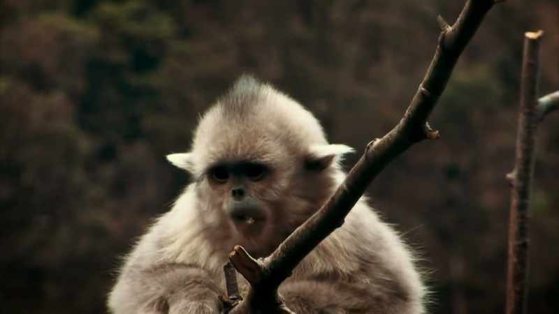 SOME LIKE THE SNUB-NOSED MONKEY ARE EVEN NEW TO SCIENCE
