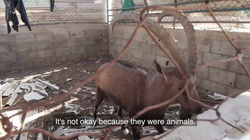 Some may think, that the death of animals does not matter