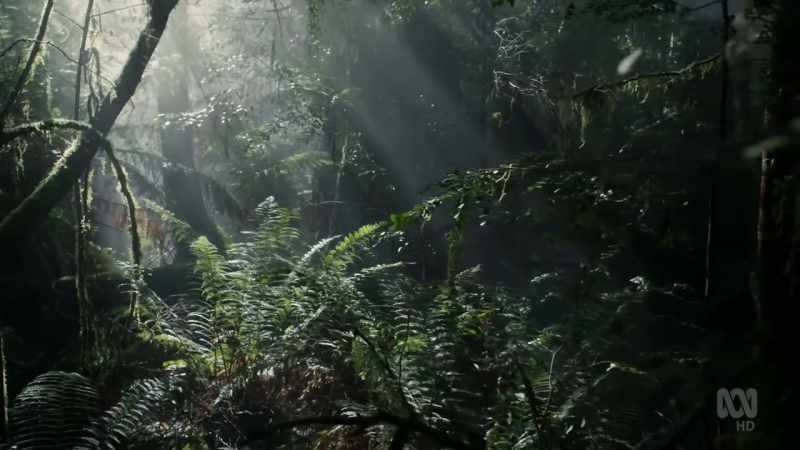 Some of these forests have barely changed