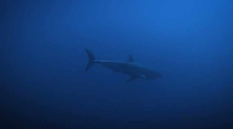 Some of these sharks spend more time together