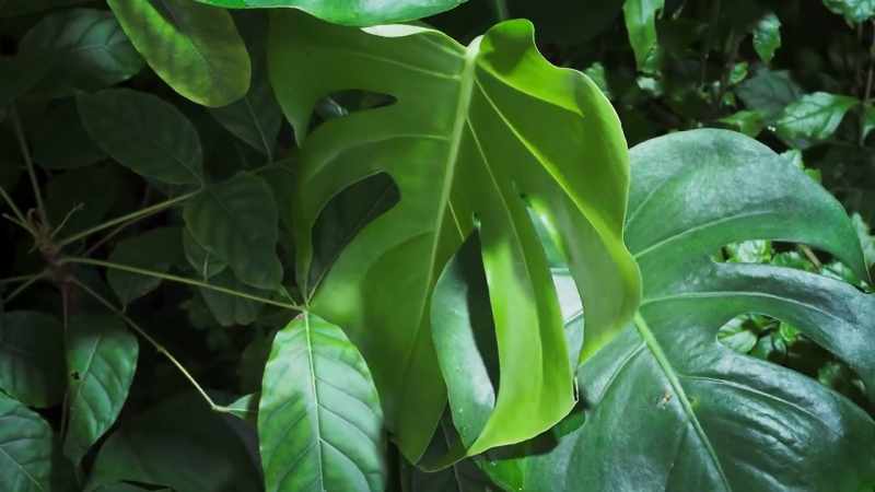 Some plants, like this monstera