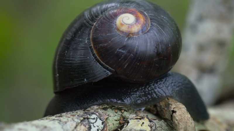 Some scientists believe that the variation in itself may be