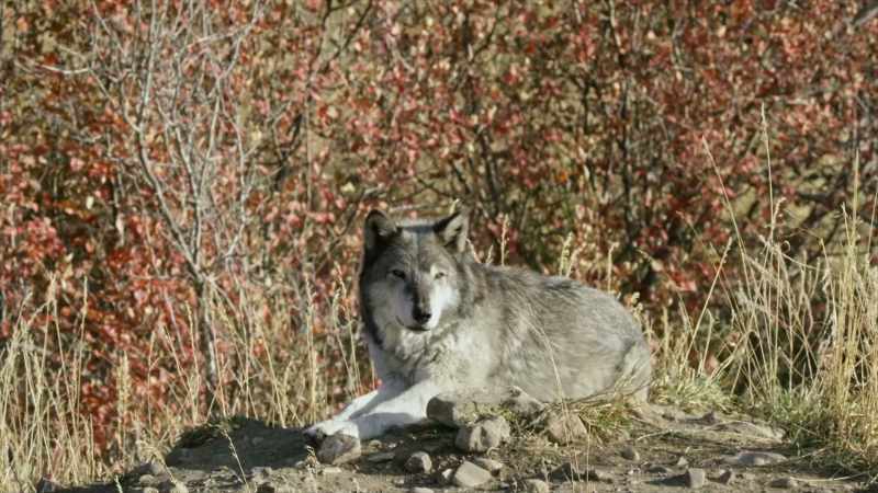 Some scientists believe that the wolves