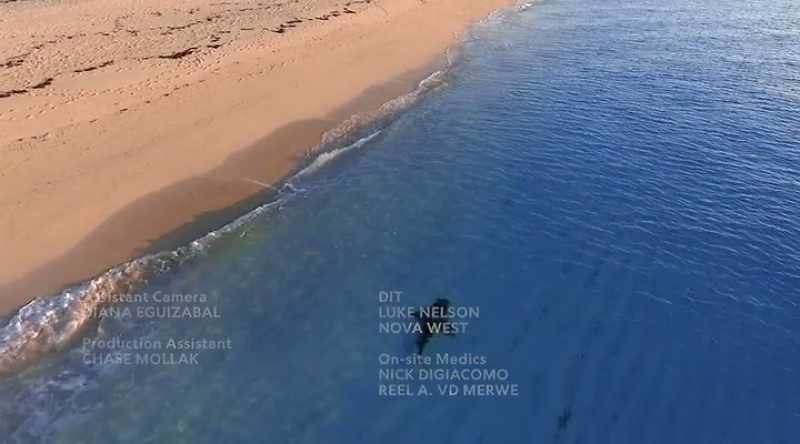 Some sharks are coming closer to shore