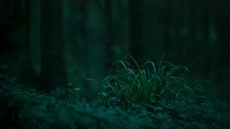 Some species synchronise their flashes