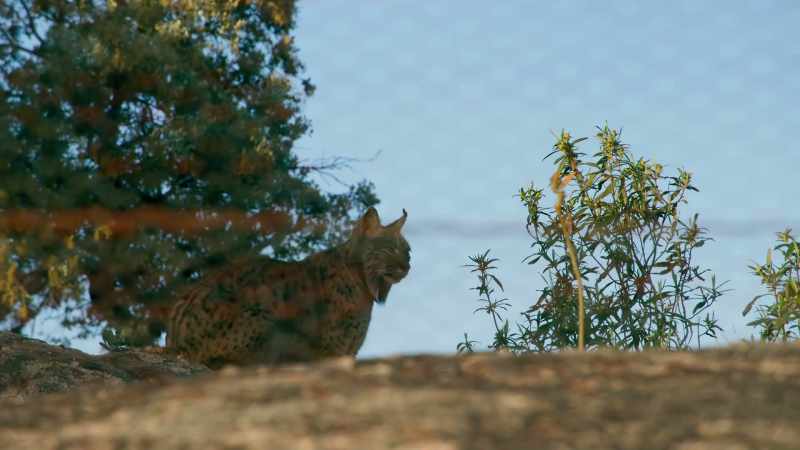 Some teeter right on the brink of extinction